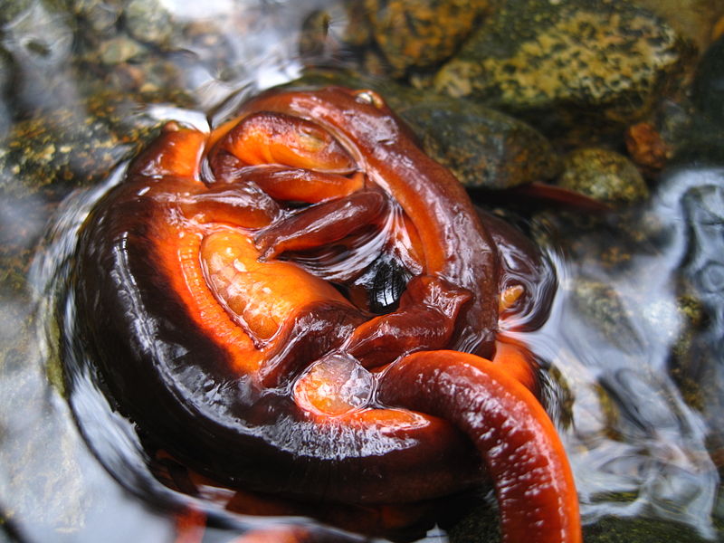 <p><span style="font-size: 13.008px;"><strong>Fig. 5.20.</strong> Mating Sierra newts (<em>Taricha sierrae</em>), northern California</span></p>