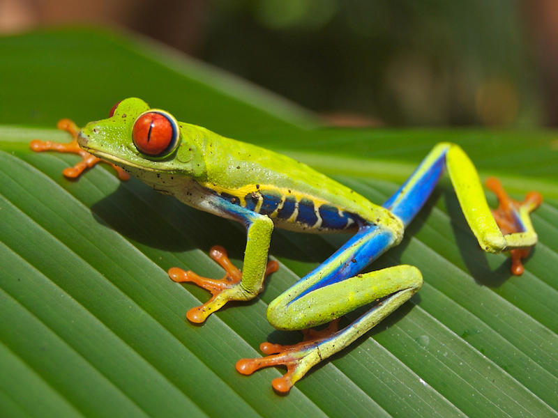 <p><strong>Fig. 5.2.</strong> (<strong>A</strong>) Red-eyed tree frog (<em>Agalychnis callidryas</em>), an example of an amphibian , Playa Jaco, Costa Rica</p>