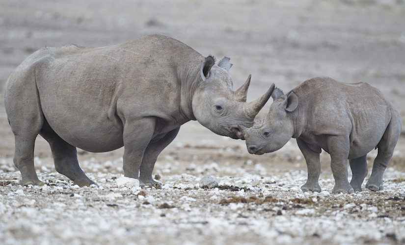 <p><strong>Fig. 5.2.</strong>&nbsp;(<strong>D</strong>) Black rhinoceroses (<em>Diceros bicornis</em>), examples of mammals, Etosha National Park, Namibia</p>