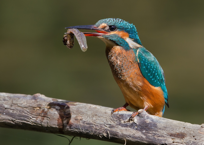 <p><strong>Fig. 5.34.</strong> (<strong>D</strong>) Common kingfisher (<em>Alcedo atthis</em>) eating a tadpole</p>