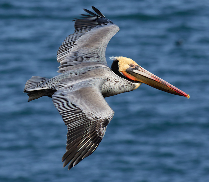 <p><strong>Fig. 5.39.</strong>&nbsp;(<strong>B</strong>) Brown pelican (<em>Pelecanus occidentalis</em>) in flight, Bodega Bay, Sonoma County, California</p>