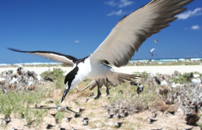 <p><strong>Fig. 5.40</strong>.&nbsp;(<strong>D</strong>) Sooty tern (<em>Onychoprion fuscatus</em>) on Tern Island, French Frigate Shoals, Northwestern Hawaiian Islands</p>
