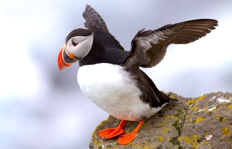 <p><strong>Fig. 5.40.</strong>&nbsp;(<strong>F</strong>) Atlantic puffin (<em>Fratercula arctica</em>), Iceland</p>