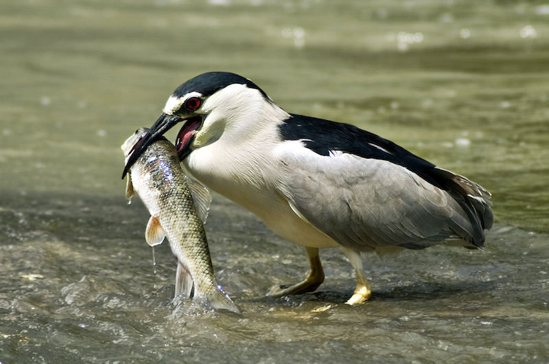 <p><strong>Fig. 5.41.</strong>&nbsp;(<strong>A</strong>) Black-crowned night heron (<em>Nycticorax nycticorax</em>) with fish prey</p>
