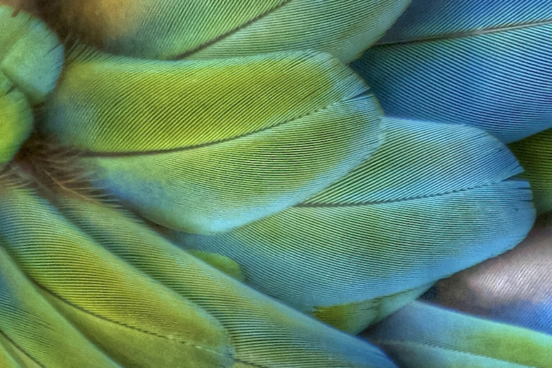 <p><strong>Fig. 5.42.</strong> (<strong>C</strong>) Vaned feathers on a parrot</p>