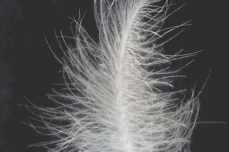 <p><strong>Fig. 5.42.</strong>&nbsp;(<strong>D</strong>) Down feather from a goose</p>