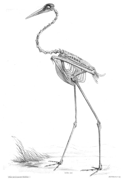 <p><strong>Fig. 5.43.</strong> (<strong>A</strong>) Skeleton of a sarus crane (<em>Antigone antigone</em>)</p>