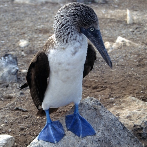 <p><strong>Fig. 5.44.</strong> (<strong>A</strong>) Webbed feet on a blue-footed booby (<em>Sula nebouxii</em>), Galápagos Islands</p>