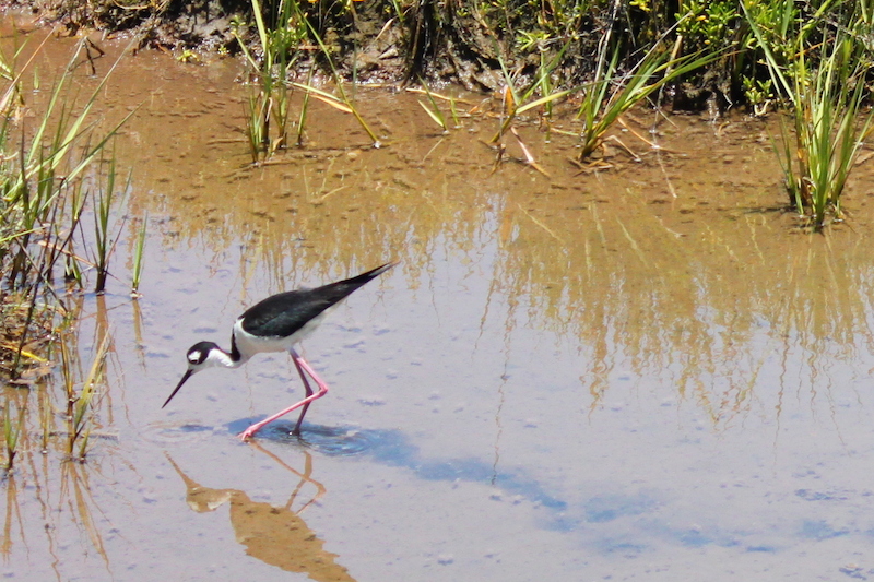 <p><strong>Fig. 5.47.</strong> (<strong>A</strong>) Black-necked stilt (<em>Himantopus mexicanus</em>) foraging for small invertebrate prey in a shallow salt marsh, Bolsa Chica Ecological Reserve, Huntington Beach, California</p>
