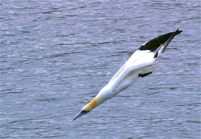 <p><strong>Fig. 5.48.</strong>&nbsp;(<strong>B</strong>) Gannets fold their wings back behind their tails immediately before striking the water surface.</p>
