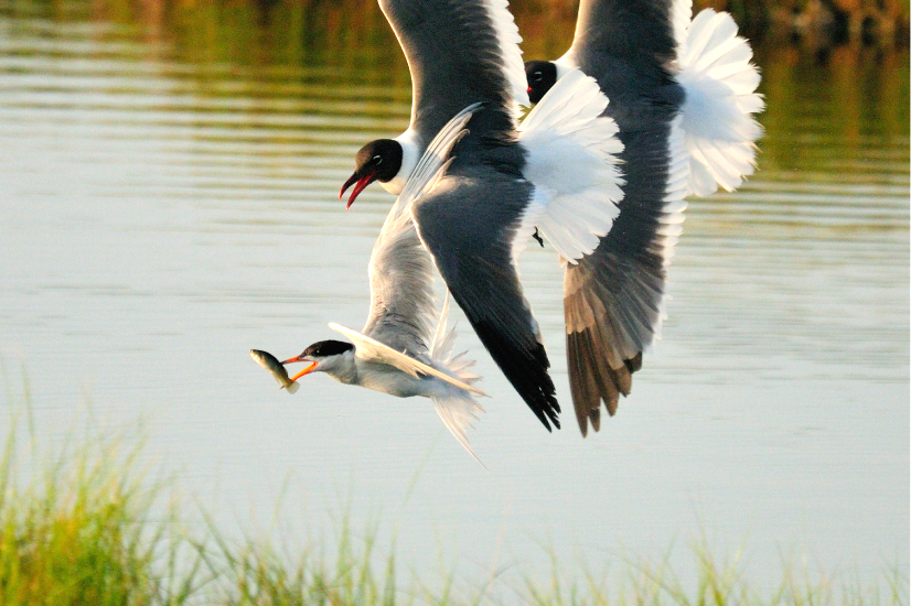 <p><strong>Fig. 5.49.</strong> (<strong>A</strong>) Two laughing gulls (<em>Leucophaeus atricilla</em>) harassing a tern with a fish, Stone Harbor, New Jersey</p>
