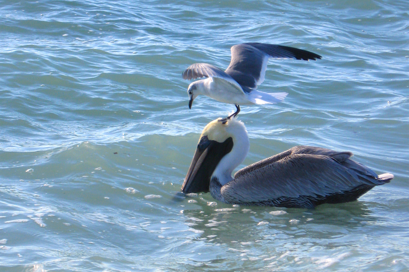 <p><strong>Fig. 5.49.</strong>&nbsp;(<strong>B</strong>) Laughing gull (<em>Leucophaeus atricilla</em>) preparing to steal food from a feeding brown pelican (<em>Pelecanus occidentalis</em>), Virginia</p>