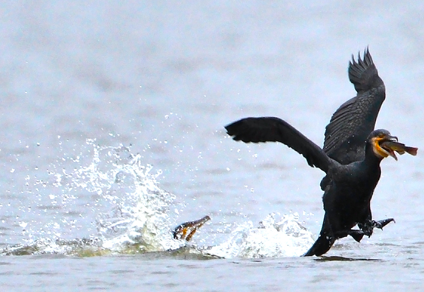<p><strong>Fig. 5.49.</strong>&nbsp;(<strong>D</strong>) Food stealing behavior between two cormorants</p>