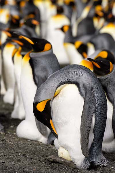 <p><strong>Fig. 5.50.&nbsp;</strong>(<strong>B</strong>) Both male and female king penguins (<em>Aptenodytes patagonicus</em>) take turns insulating their single egg balanced atop their feet, South Georgia Island, south Atlantic ocean basin</p>