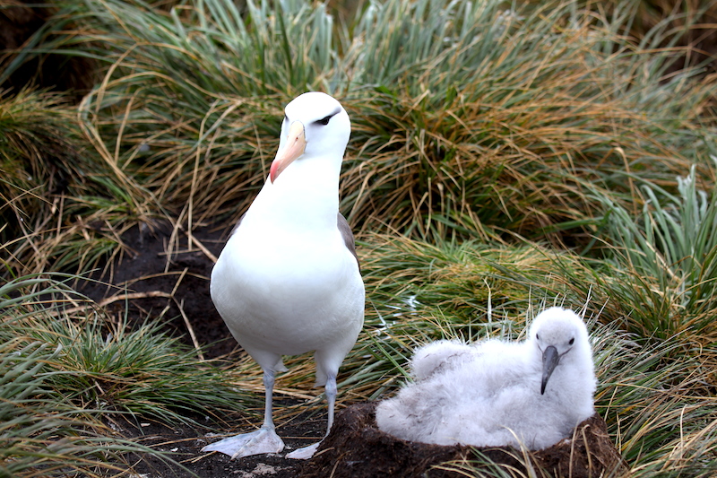 <p><strong>Fig. 5.51.</strong> (<strong>A</strong>) Black-browed albatross (<em>Thalassarche melanophris</em>) and chick, West Point Island, Falkland Islands</p>
