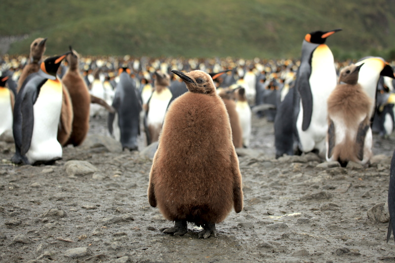<p><strong>Fig. 5.51.</strong>&nbsp;(<strong>B</strong>) King penguin (<em>Aptenodytes patagonicus patagonicus</em>) chick in juvenile plumage, Salisbury Plain, South Georgia Island, south Atlantic ocean basin. Other king penguin chicks in the background are molting their juvenile feathers.</p>