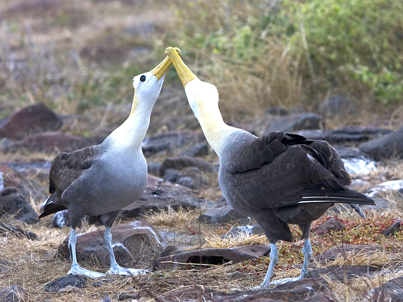 <p><strong>Fig. 5.52.</strong> (<strong>A</strong>) Bill touching courtship behavior in waved albatross (<em>Phoebastria irrorata</em>), Española Island, Galápagos Islands</p>