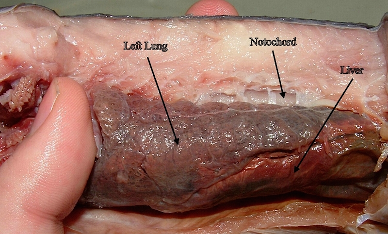 <p><strong>Fig. 5.5.</strong>&nbsp;(<strong>B</strong>) Lung inside a dissected spotted African lungfish (<em>Protopterus dolloi</em>)</p>