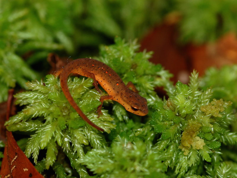 <p><strong>Fig. 5.7.</strong>&nbsp;(<strong>B</strong>) Central newt (<em>Notophthalmus viridescens louisianensis</em>) in eft stage, Leon County, Florida</p>