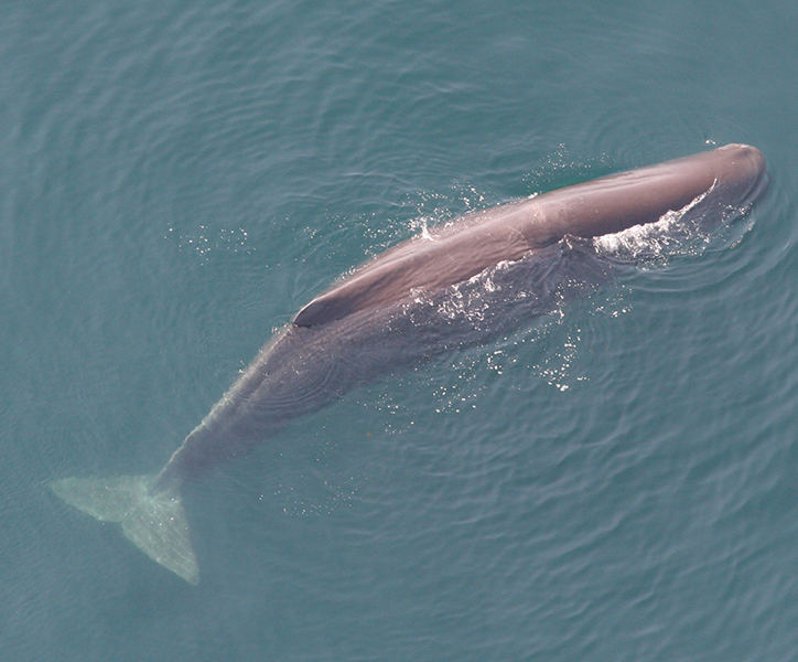 <p><strong>Fig. 6.17.1.</strong> (<strong>A</strong>) Sperm whale (<em>Physeter macrocephalus</em>) as seen from an aerial survey</p>