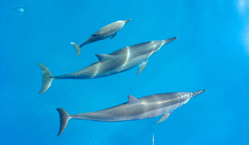 <p><strong>Fig. 6.29.</strong>&nbsp;(<strong>A</strong>) Two spinner dolphin (<em>Stenella longirostris</em>) adults with one newborn calf, Kaua‘i, Hawai‘i</p>