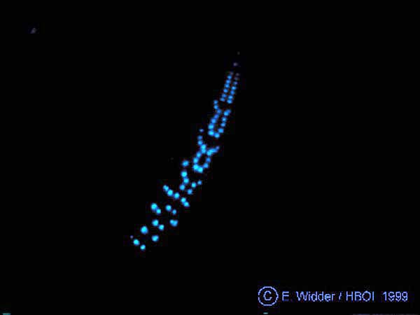 <p><strong>Fig. 9.19.</strong> (<strong>A</strong>) Bioluminescent cells on the underside of a lanternfish emit light and attract prey.</p>