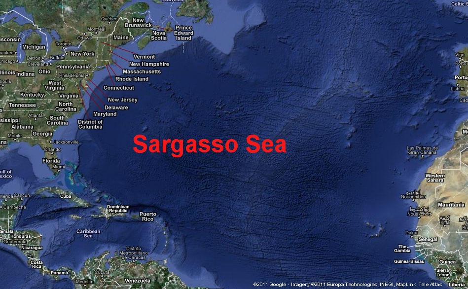 <p><strong>Fig. 1.5. </strong>(<strong>C</strong>)&nbsp;the Sargasso Sea</p>