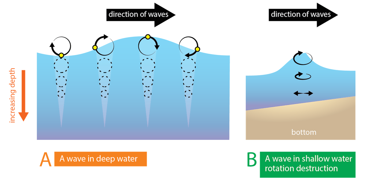 <p><strong>Fig. 4.18.</strong> (<strong>A</strong>) If a small buoy (black circle) was on the surface of the water, it would move in a circular motion, returning to its original location due to the orbital motion of waves in deep water. (<strong>B</strong>) As deep-water waves approach shore and become shallow-water waves, circular motion is distorted as interaction with the bottom occurs.</p>