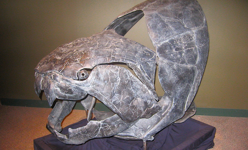 <p><strong>Fig. 7.11.</strong> (<strong>B</strong>) Artist rendering of the 10-m long prehistoric armored fish <em>Dunkleosteus</em> , which lived in the Paleozoic era.</p>