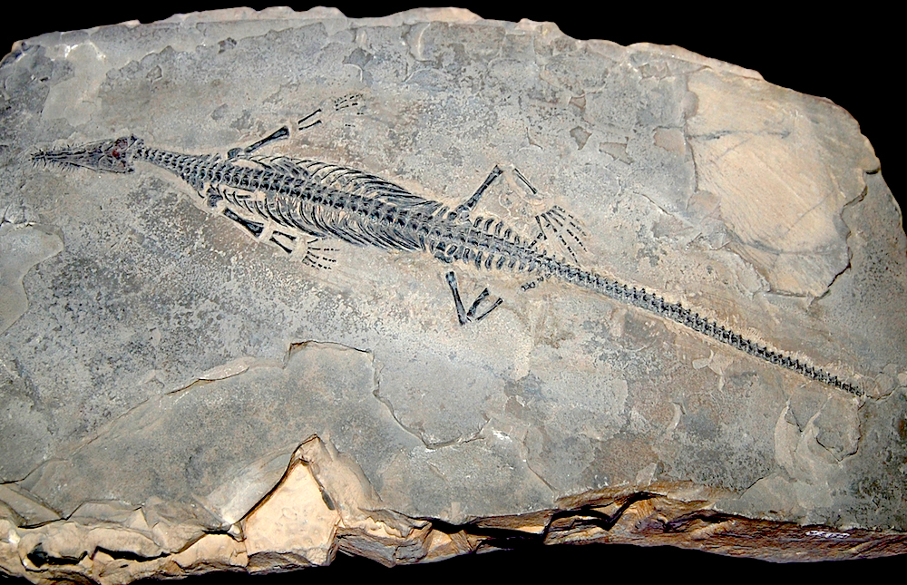 <p><strong>Fig. 7.20.</strong> (<strong>A</strong>) Fossil skeleton of <em>Mesosaurus</em> sp.</p>