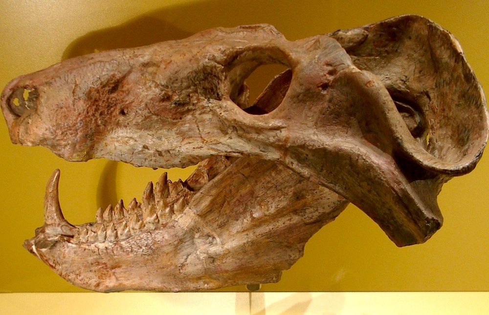 <p><strong>Fig. 7.20.</strong>&nbsp;(<strong>B</strong>) Fossil skull of <em>Cynognathus</em> sp.</p>
