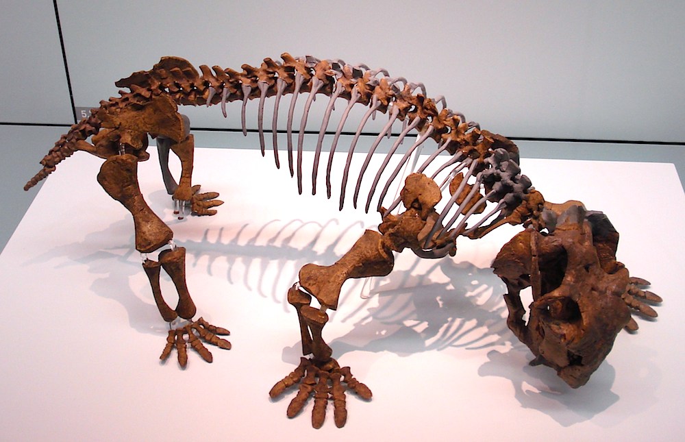 <p><strong>Fig. 7.20.</strong>&nbsp;(<strong>D</strong>) Fossil skeleton of <em>Lystrosaurus</em> sp.</p>
