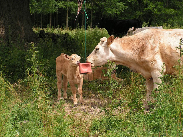 <p><strong>SF Fig. 2.3.</strong> (<strong>A</strong>) A cow and her calf licking a cube of salt.</p>