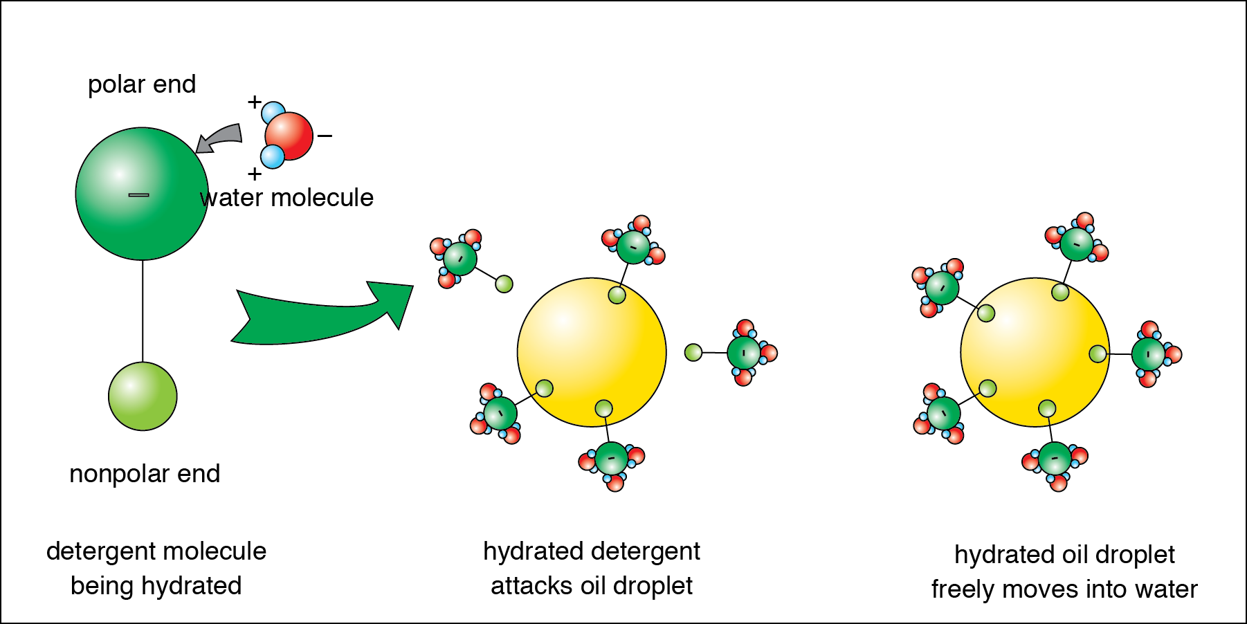 <p><strong>Fig 3-21:</strong>&nbsp;Water, oil, and detergent molecules.</p>