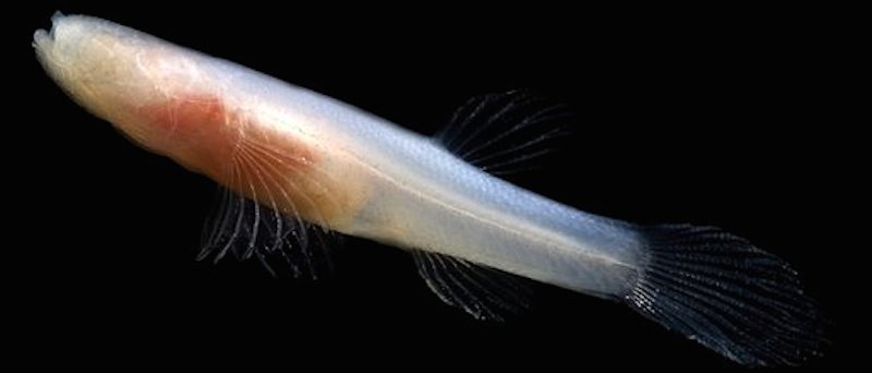 <p><strong>Fig. 2.22.</strong> Eyeless Ozark cavefish (<em>Amblyopsis rosae</em>)</p>