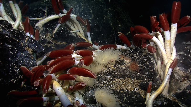 <p><strong>Fig. 1.5.</strong> OLP 4. Tubeworms, anemones, and mussels colonize near a low-temperature hydrothermal vent. Early life forms on earth may have evolved near hydrothermal vents like this one 3.5 billion years ago.</p>