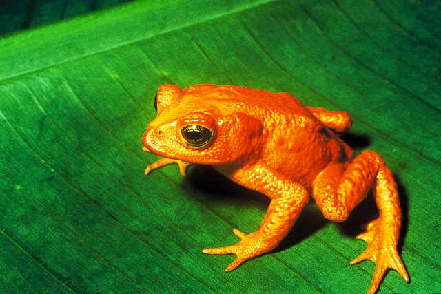 <p><strong>SF Fig. 5.1.</strong> The golden toad (<em>Bufo periglenes</em>) of Costa Rica is now extinct in the wild.</p>