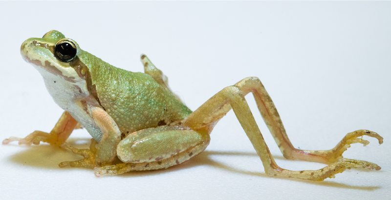 <p><strong>SF Fig. 5.2.</strong> (<strong>A</strong>) Pacific tree frog (<em>Pseudacris regilla</em>) with additional hind limbs caused by a parasitic flatworm infection</p>