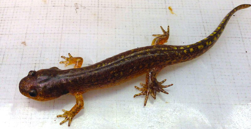 <p><strong>SF Fig. 5.2.</strong>&nbsp;(<strong>B</strong>) Spotted salamander (<em>Ambystoma maculatum</em>) with five feet at University of Mississippi Field Station</p>