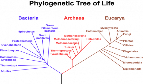 <p><strong>Fig. 1.16.</strong> This phylogenetic tree of life shows the three domains, which make up all of life on Earth. The length of the branches on phylogenetic trees represents evolutionary time.</p>
