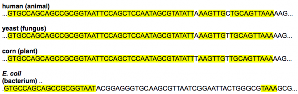 <p><strong>Fig. 1.18.</strong> Comparison of 16S ribosomsal RNA (rRNA) genes across four different types of organisms. Highlighted areas are regions of conservation. Note that this gene is conserved across multiple species, showing its importance in cellular function.</p><br />
