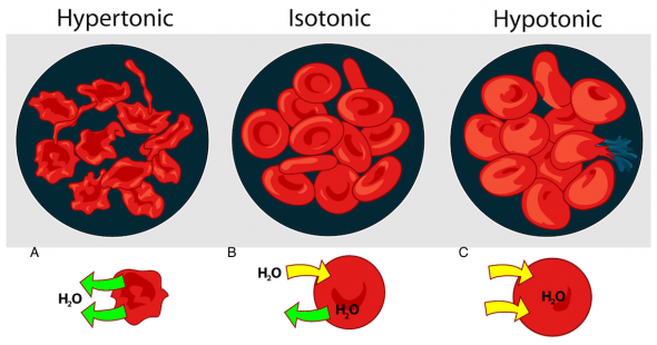 <p><strong>Fig. 2.12.</strong> Water moves out of (green arrows) or into (yellow arrows) a blood cell, depending on the concentration of solutes in the environment: (<strong>A</strong>) hypertonic, (<strong>B</strong>) isotonic, and (<strong>C</strong>) hypotonic solutions.</p>
