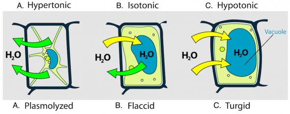 <p><strong>Fig. 2.13.</strong> Diagram showing plant cell walls (black line), cell membranes (green lines), and relative amount of water (blue ovals) inside the cell. The arrows show the direction of water moving in (yellow) and out (green) of a plant cell placed in these environmental conditions: (<strong>A</strong>) hypertonic, (<strong>B</strong>) isotonic, and (<strong>C</strong>) hypotonic solutions. The movement of water into or out of these plant cells cause (<strong>A</strong>) plasmolyzed (shrunken), (<strong>B</strong>) flaccid (wilted), and (<strong>C</strong>) turgid (firm) cell conditions.</p><br />
