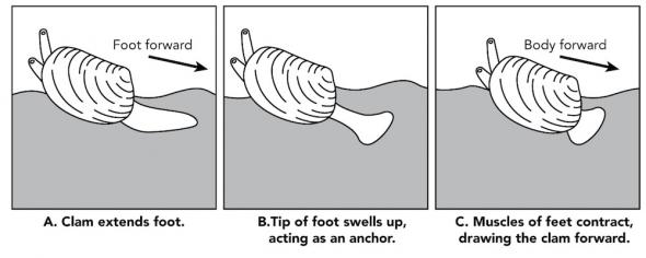<p><strong>Fig. 3.62.</strong> A clam using its foot to move</p>
