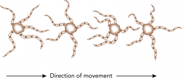 <p><strong>Fig. 3.93.</strong> Movement of a brittle star with one arm leading</p><br />
