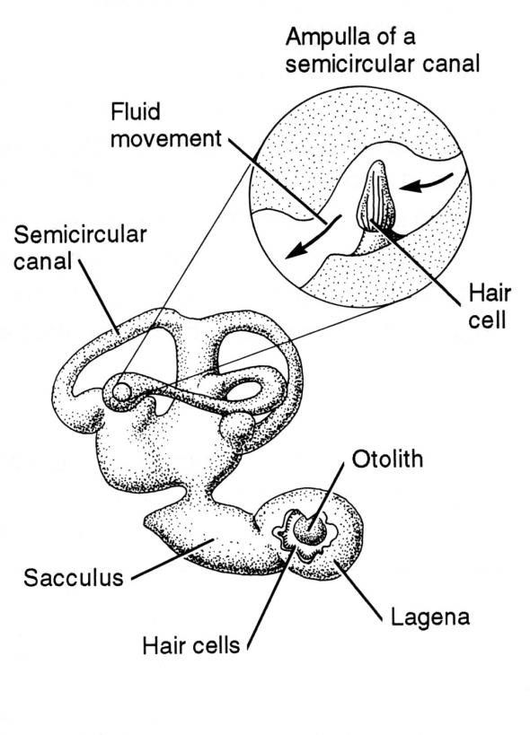<p><strong>Fig 4.35.</strong> Inner ear of a fish</p>
