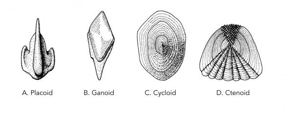 <p><strong>Fig. 4.42.</strong> Four types of fish scales A) Placoid, B) Ganoid, C) Cycloid, and D) Ctenoid</p><br />
