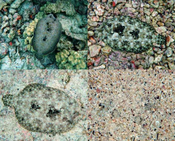 <p><strong>Fig. 4.47.</strong> Examples of color-changing fish. The peacock flounder (Bothus mancus or pāki‘i in Hawaiian) is a bottom-dwelling flatfish common in the tropical Pacific. It can rapidly change skin colors.</p><br />
