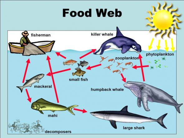 <p><strong>Fig. 4.62. </strong>An ocean food web incorporates many different organisms in an ecosystem, from primary producers to consumers like fish, fishermen, and whales, as well as decomposers like brittle stars and bacteria.</p><br />
