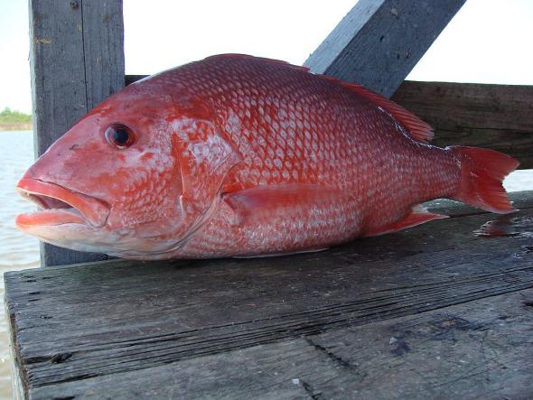 <p><strong>Fig. 4.73.</strong> Red Snapper (Lutjanus campechanus) caught in the Gulf of Mexico, about 20 miles south of Port Fourchon, LA</p><br />
